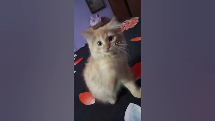 Watch the video about Beautiful #Mufasa#Cat#Persian#Playing#Stress buster #shorts