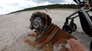 What the boxer dog will do when you start covering him with sand on the beach?