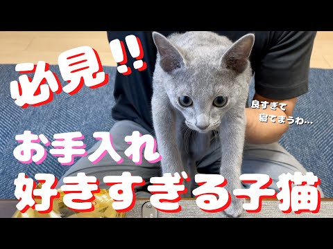 ヤバいくらいのお手入れ好き。こんな子猫いるんだwお手入れ用品を見ると自らお膝に乗ってくるかわいい子猫【ロシアンブルー】