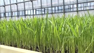 田植えに向け“苗づくり”進むも…稲の苗にも値上げの波 コメ価格は先行き