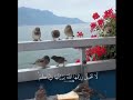 وكأين من دابة لاتحمل رزقها الله يرزقها وإياكم منصور السالمي وكأين من دابة لاتحمل رزقها الله يرزقها وإياكم منصور السالمي