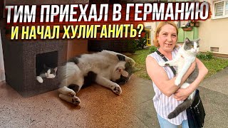 Как Тим (Чеснок) доехал до Германии к хозяйке😻.Оперился в Первый же день😂