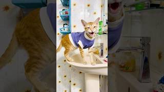   lifewithsunu cats catlovars animallovers petlover funnyreels