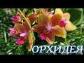 №440/ НЕВЕРОЯТНО КРАСИВАЯ поставка орхидей в маг.  ОРХИДЕЯ