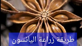 طريقة زراعة اليانسون بنجاح