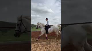 Best Wild Horses Mare Revolutionizing Young Foals Future Andalusian Stallions Horses 11