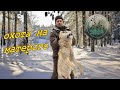 ОХОТА НА ВОЛКОВ /ДОБЫЛИ МАТЕРОГО/ ИСТРЕБИЛИ СТАЮ