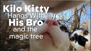 Kilo Kitty POVKilo and his brother explore a magic forest, including inside of a tree!