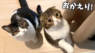ママおかえり！お出迎えをする親子猫が可愛すぎますw