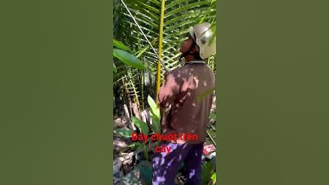 bẩy chuột trên cây không leo