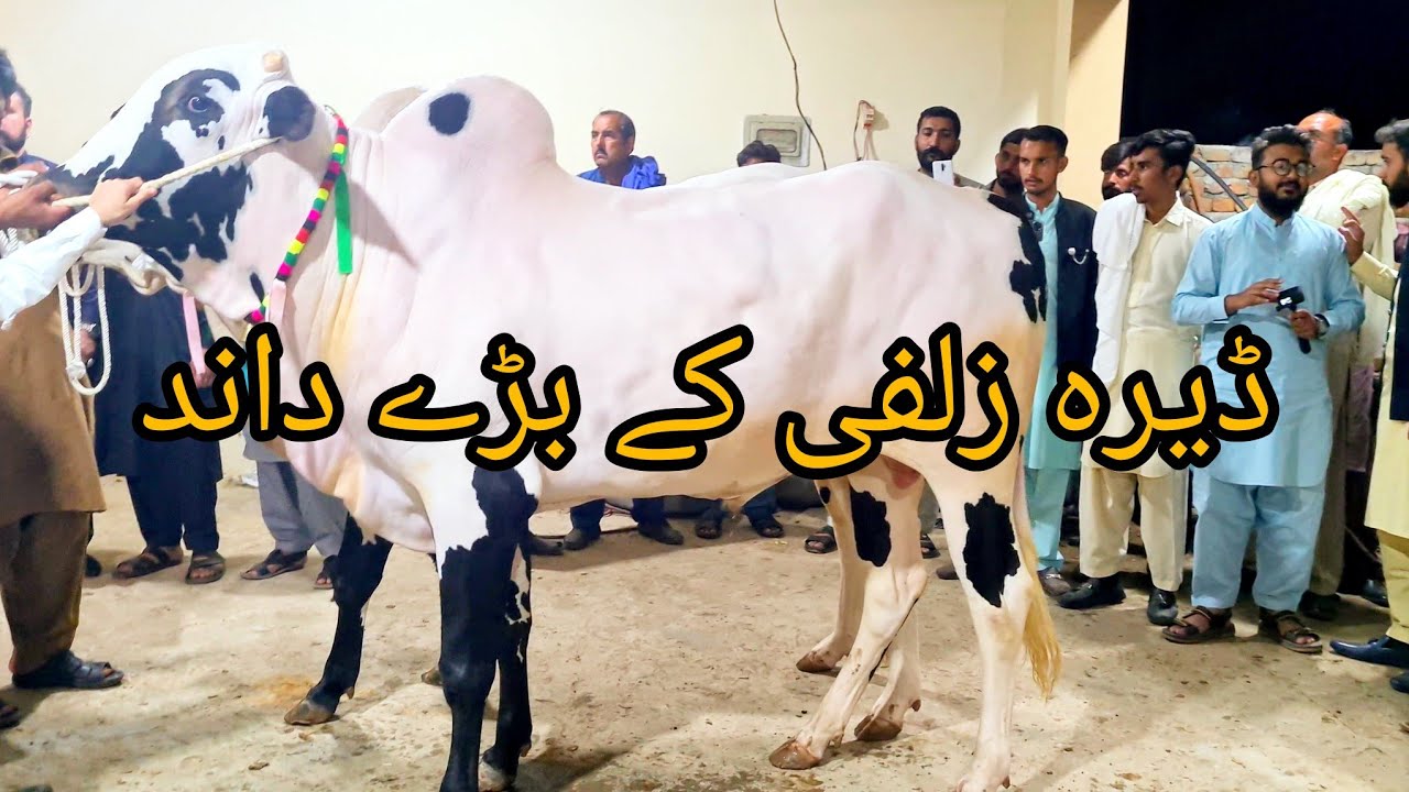 big-jori-for-2024-dera-zulfi-da-angry-bulls-eid-ul-azha-fun