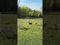 Baby goats going out to meet their moms in a new pasture 