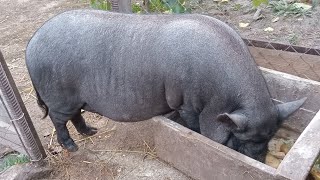 Чому ми обрали В'ЄТНАМСЬКИХ СВИНЕЙ.Вигідно чи ні!?Наш досвід