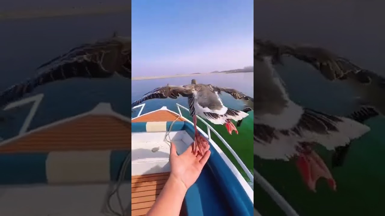Patos voando perto do barco 😮😯😲   