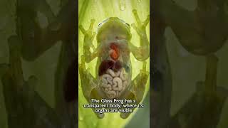 Glass frog has transparent body #viral #science #youtubeshorts #explore #explorepage
