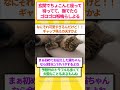 [後編]俺の家で最高に笑える事件が起きたんやけど #ゆっくり解説 #2ちゃんまとめ #2ch #2ちゃんまとめ #子ネコ #cat