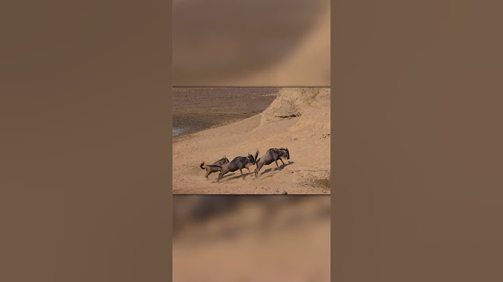 Leopard Ambushes Three Wildebeests… But Fails! 🐆🦬