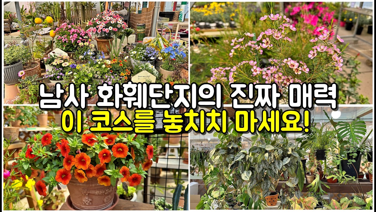 남사화훼단지 최적의 동선으로 놓치면 후회하는 숨은 명소까지 / 하루 만에 풀코스로 제대로 즐기는 꿀코스 현지인이 알려드려요! 알아두면 득템하는 남사 코스를 놓치지 마세요!!
