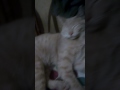 El Gato dormilon