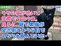 471【NNNな話】うちの猫が鳴いて窓際でウロウロ。見ると、庭で黒猫が突き刺すような目でこちらを睨んでいた・・・