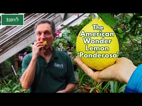 Video: Ponderosa Lemon Tree Care - Informasi Tentang Dwarf Ponderosa Lemon Trees