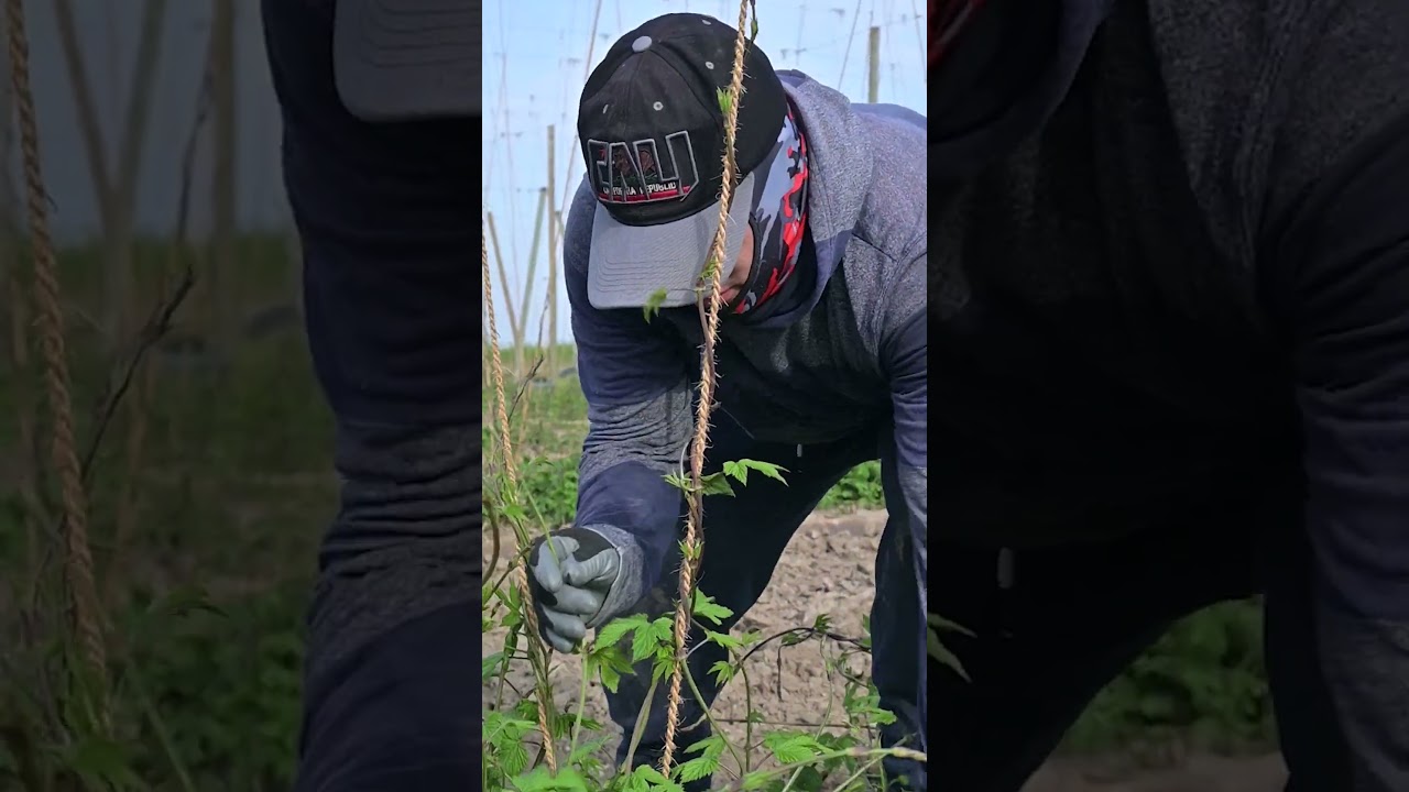 Training Simcoe hops at Mt Angel Hop Farm