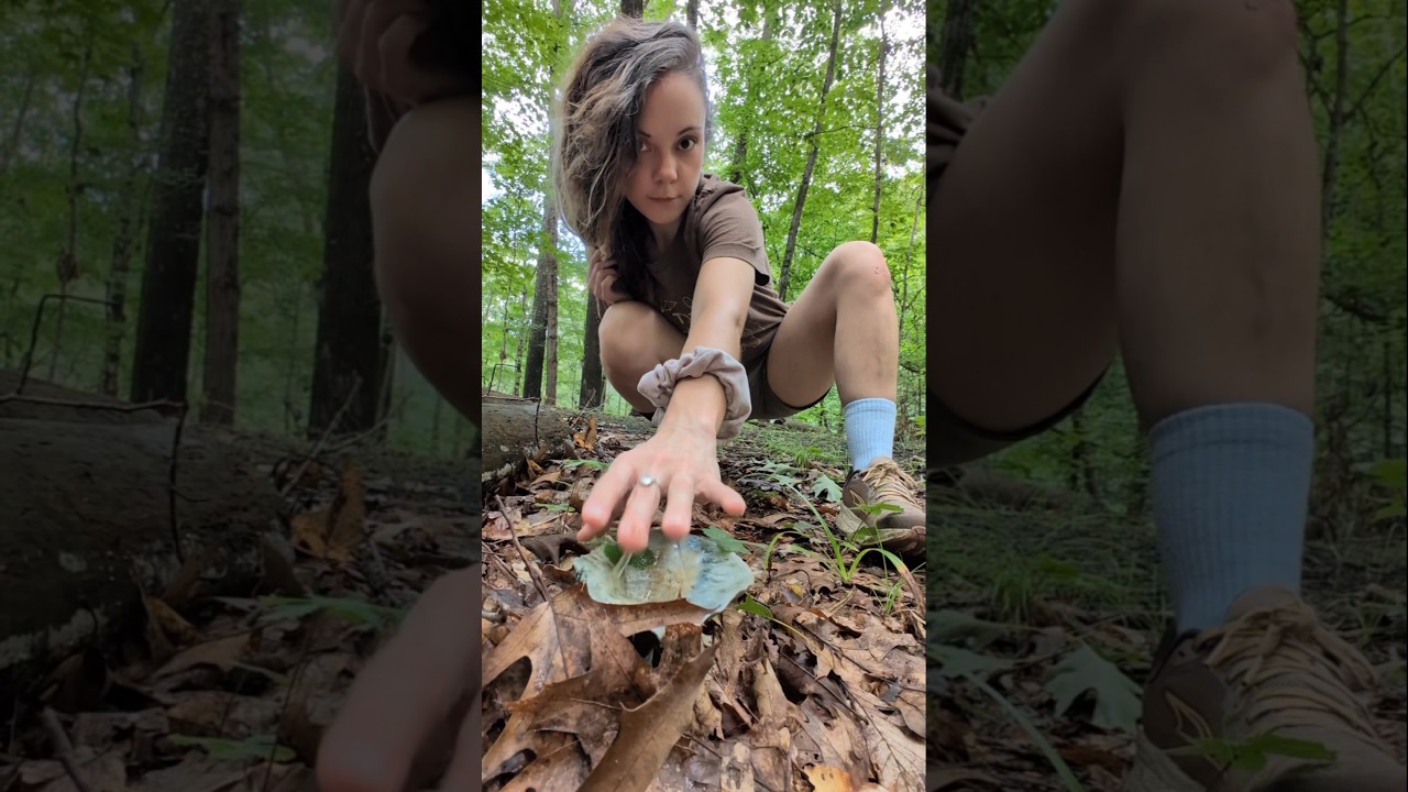 Lactarius indigo 💙💦 #mycology #nature #mushroom #outdoors #fungi #mushroomhunting