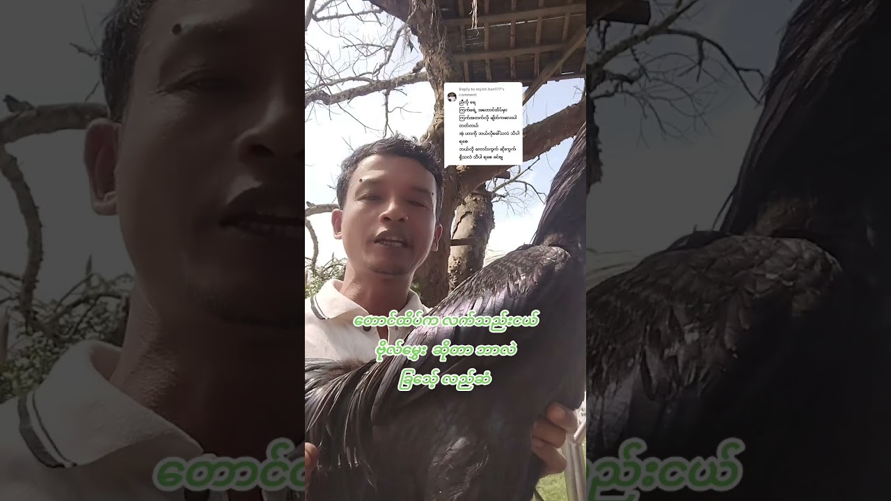 မြန်မာ့တိုက်ကြက်ဗဟုသုတ