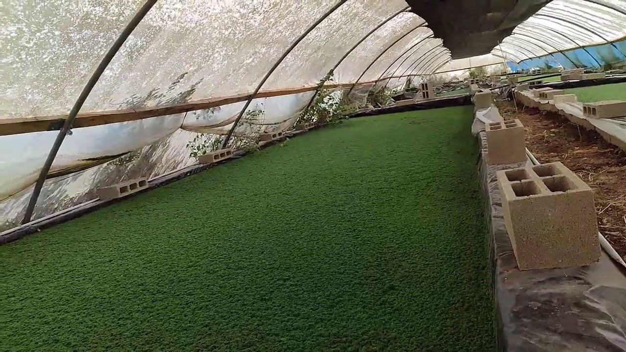 #الأزولا بين الحقيقة و الوهم، معلومات حقيقية و قيمة يحتاجها كل مستثمر و مزارع بعيدا عن التهويل.