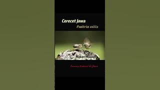 Pancingan suara Cerecet Jawa