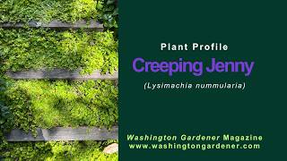 Creeping Jenny Plant Profile