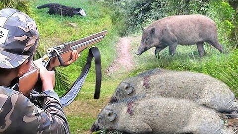 FULL ROBOHKAN BABI HUTAN DAN MUSANG HAMA YANG MERESMIKAN WARGA hunting wild boar and jumbo civets