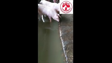 Bể tắm nước tràn cho chuồng heo thịt!