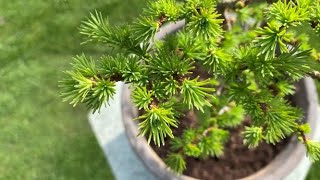 Japanese Larch Blue Dwarf New Purchase 2022