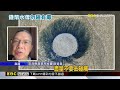 「母」湯亂碰！ 錢幣水母澎湖現蹤 美麗外@newsebc