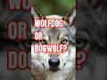 WOLF OR DOG? The Mysterious Saarloos Wolfdog 🐺 (Legendary Rare Breed)
