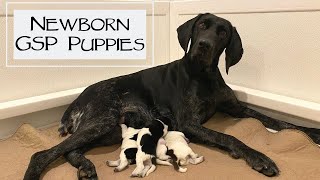 Caring For Newborn Puppies  German Shorthaired Pointers