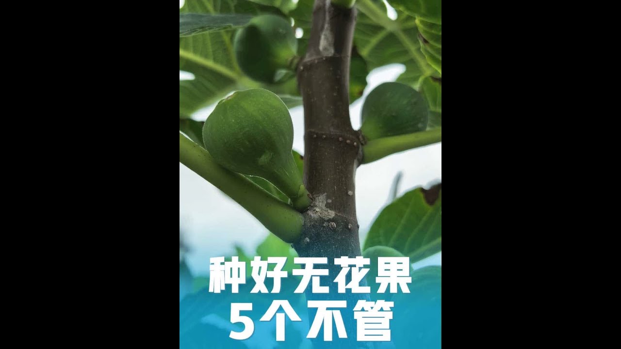 种好无花果，需要5个不管 
