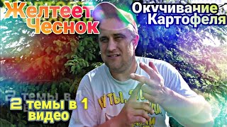 ☑️Почему Желтеет ЧЕСНОК🏜️Сколько раз🤔 ОКУЧИВАТЬ КАРТОФЕЛЬ🥔 2 видео в 1😎