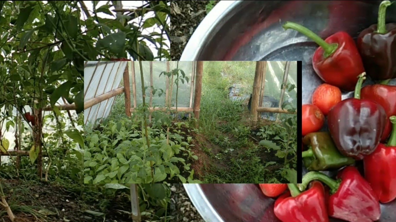 A #Satisfying Story of #Building, #Planting, #Harvesting & #Cooking
