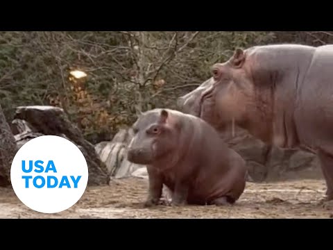 Fritz the baby hippo has 'zoomies' during rain storm at Cincinnati Zoo | USA TODAY