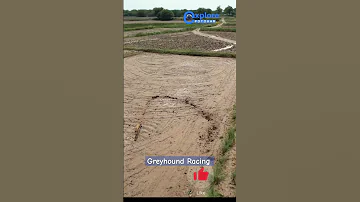 Rabbit Hunting with Greyhound | Khargosh ka Shikar 2023 #dog