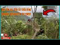 Sinh Tồn Xây Nhà Trên Cây Giữa Rừng – Survival Treehouse In The Forest
