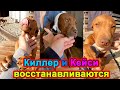 Киллер восстанавление 2 часть. Кейси купировали ушки. Щенки питбуля.