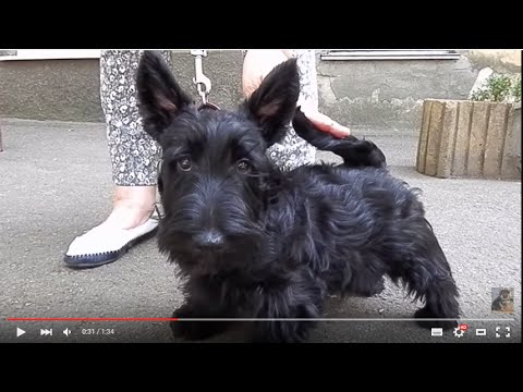 Video: Scottish Terrier Hundeavl Allergivenlig, Sundhed Og Levetid