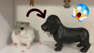 Slipped the hamster rubber dog! Will you be stunned by his reaction? 🐹