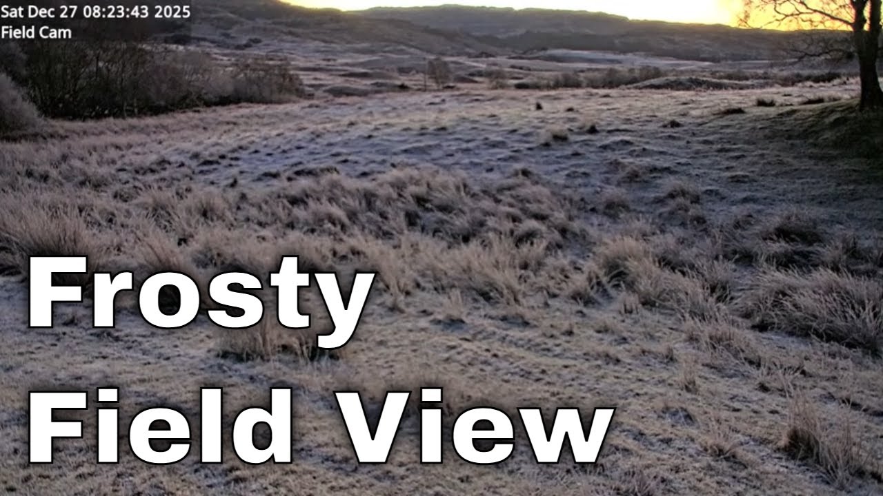Frosty Field Live Cam | Peaceful Winter Countryside View