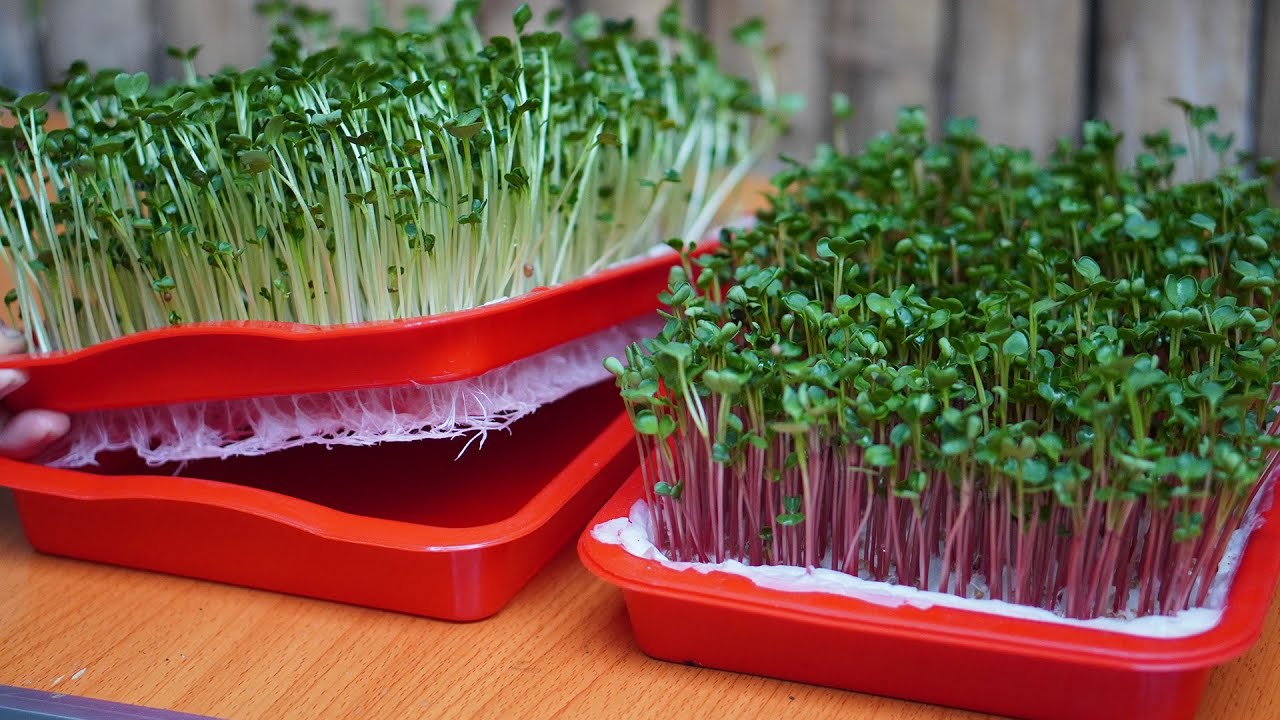 How to Grow Pea Shoots Without Soil | Plant Pea in Styrofoam Box for beginners