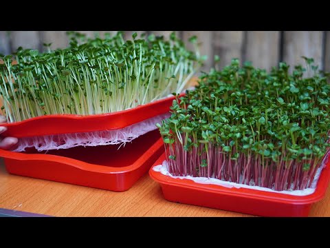 Видео: Sunroom Veggie Garden – Выращивание овощей в солярии зимой