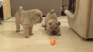 Shar Pei Puppies are Surprised by Giant Mechanical Ant